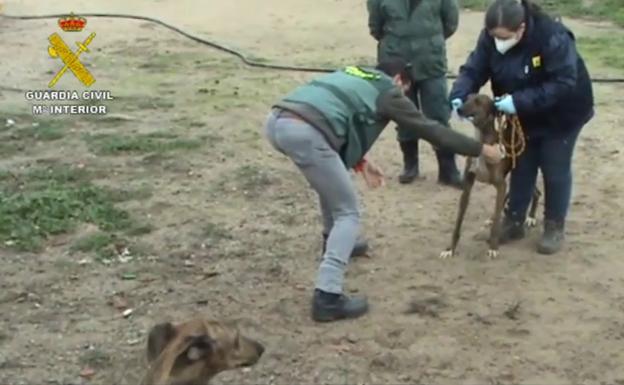 Los perros librerados por agentes del Seprona